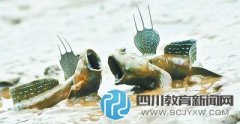 小學課文引爭議 “彈涂魚上樹吃蝸牛”離