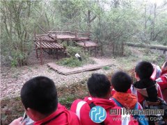 航天小學(xué)四年級學(xué)生暢游熊貓基地、動物